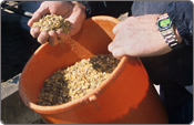 close-up of cattle feed in a bucket