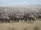 Photo of zebra and wildebeest in the Serengeti.