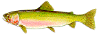 cutthroat trout