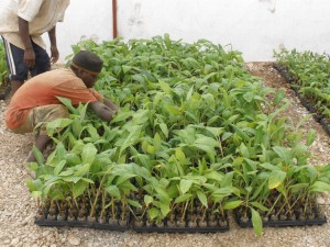 Man Harvesting at the FAIM Company in Rwanda