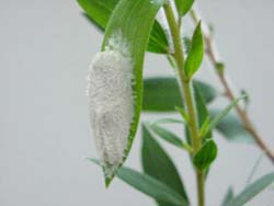 Careades plana, pupating