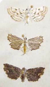 Three leaf defoliating moths