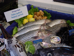 Striped bass farm-raised in California