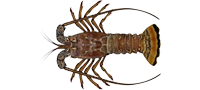 Caribbean spiny lobster