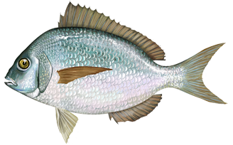 Porgy