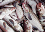 2011 Fisheries Yearbook Shows Good Year for U.S. Seafood Industry