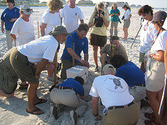 Volunteers from the Florida organization 'Turtle Patrol' help USFWS relocate sea turtle eggs