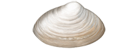 Atlantic Surfclam