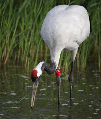 Red-Crowned Crane in Zhalong Wetland NNR, China. Credit: Roy Lowe