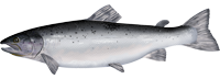 Atlantic Salmon