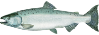 Chinook Salmon