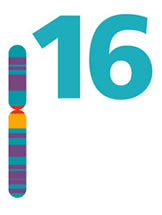 Chromosome 16