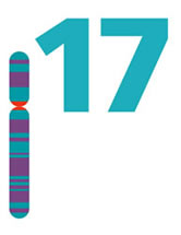 Chromosome 17