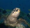 Green sea turtle