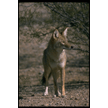 Coyote Courtesy of Dr. Lloyd Glenn Ingles © California Academy of Sciences