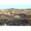 Sparsely Vegetated Basalt Flow in the Mojave National Preserve