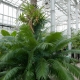 The Cycas Circinalis is one of the plant species from the Wilkes Expedition that is still cared for by the U.S. Botanic Garden.