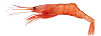 Northern shrimp