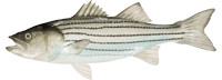 Atlantic striped bass