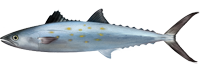 Spanish mackerel