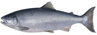 Coho salmon