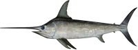 North Atlantic swordfish