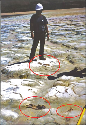 Environmental Contaminants Specialist, Russ MacRae, stands at mine site.  Three decomposing bird carcasses are circled to assist viewers in seeing them