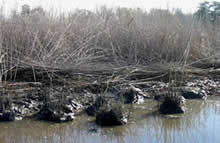 Image of marsh before restoration. USFWS photo.