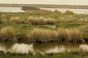 Heavily-oiled Canada geese. USFWS photo