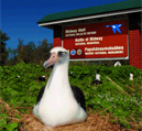 Thumbnail of a black-footed albatross at Midway Atoll NWR. Credit: Marc Romano