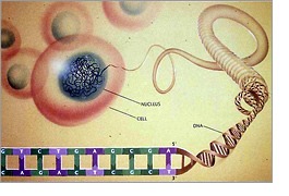 Cell, nucleus, DNA double-helix