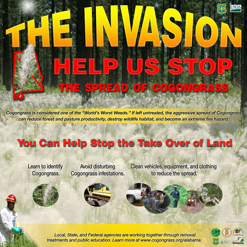 Help stop the invasion of cogongrass