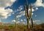 A desert scene with cacti.