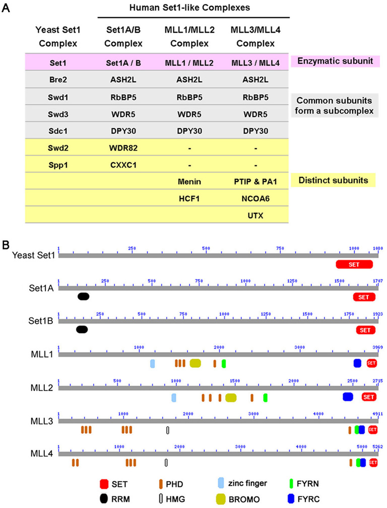 Fig. 1 (A) Subunit compositions of the yeast Set1 and human Set1-like histone H3K4 methyltransferase complexes. (B) Domains of the enzymatic subunits of human Set1-like complexes: Set1A/B, MLL1/2 and MLL3/4.