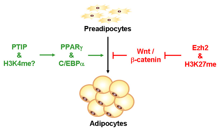 Fig. 3 Epigenetic regulation of adipogenesis by methylation on histone H3K4 and H3K27. 