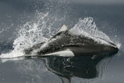 dall's porpoise