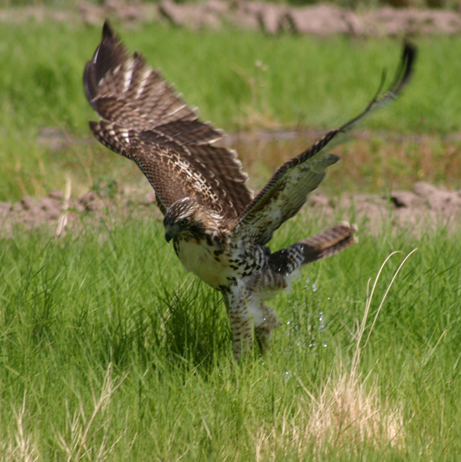 Juvenile Red-Tail Hawk at the Tucson Plant Materials Center, Tucson, Arizona.