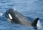 killer whale swimming in water