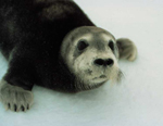 Bearded Seal Pup walking