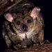 Bushbaby 