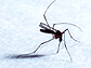 Close up of a mosquito