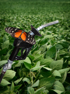 Butterfly, Plant, Alternative Fuel