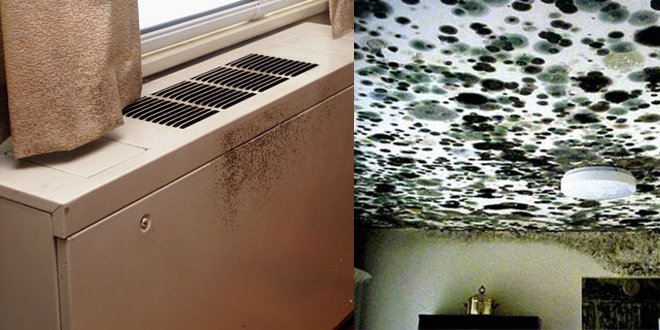 mold on walls