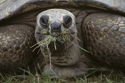 Image description: An Aldabra tortoise eats some grass at the National Zoo, in Washington, D.C.
Photo by Jessie Cohen, Smithsonian&#8217;s National Zoo.