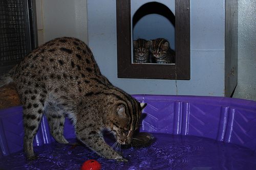 Image description: Electra, the National Zoo&#8217;s newest fishing cat mom, teaches her two babies how to fish for food.
Electra gave birth to the kittens on May 18. It was the first time fishing cats have been bred at the National Zoo.
Photo by the National Zoo.