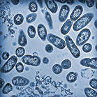 Salmonella bacteria. - Click to enlarge in new window.