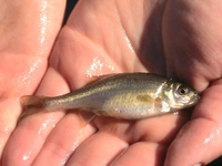 Oregon chub