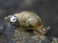 Chittenango Ovate Amber Snail