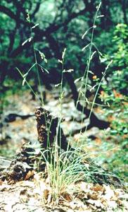 Photo of Guadalupe fescue by Jackie Poole, 
Texas Parks & Wildlife Department