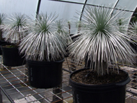 Mauna Loa silversword